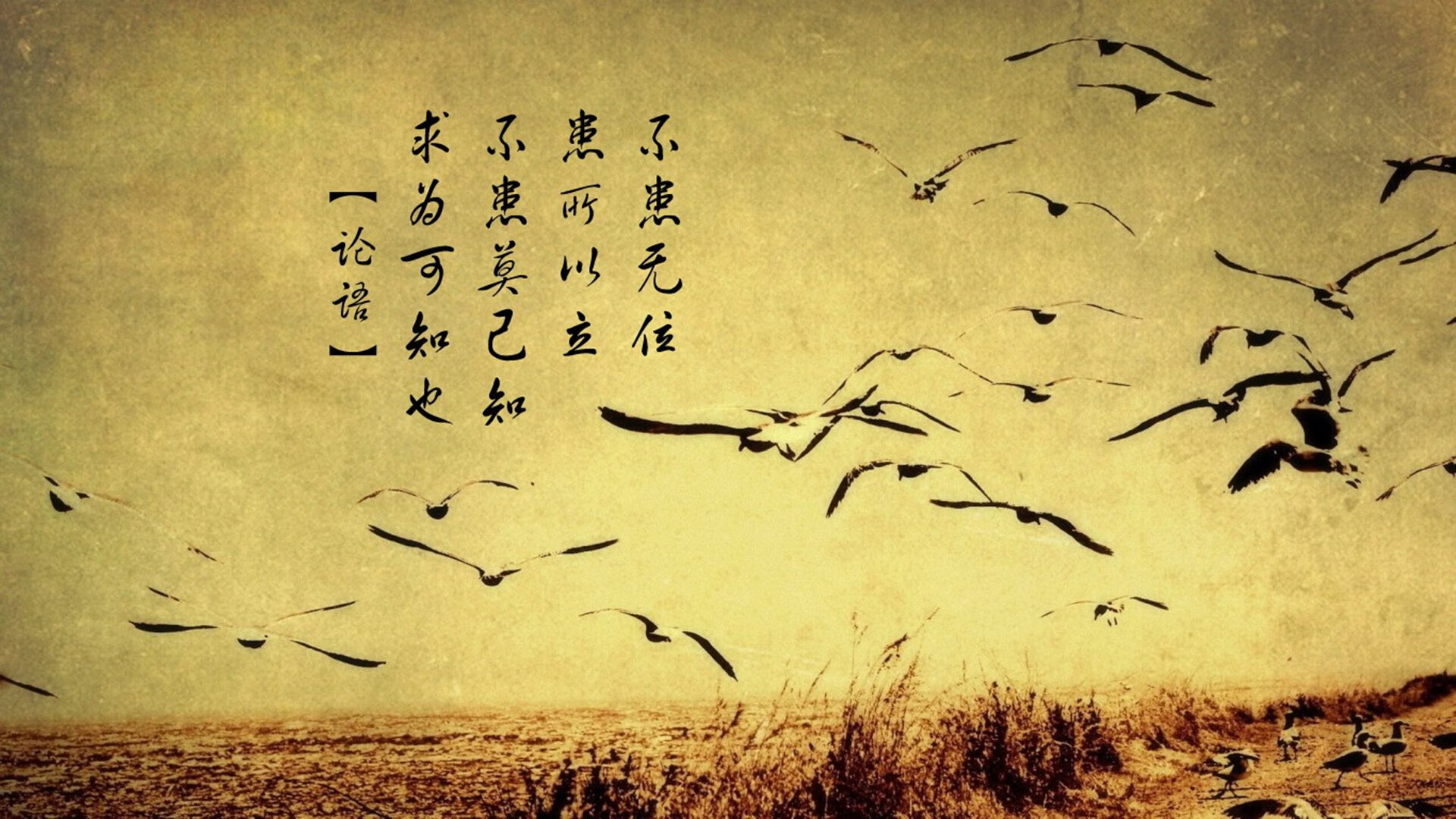 WRC多车追逐战:激烈的超车瞬间