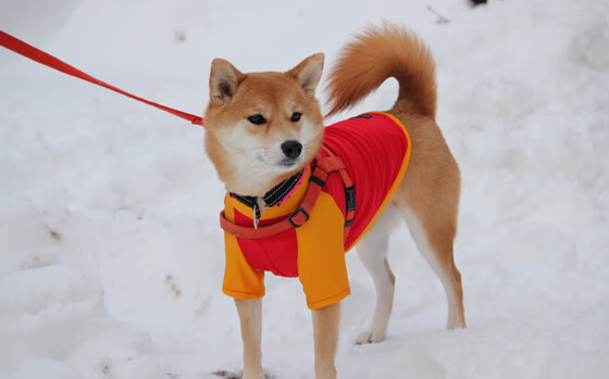 _多彩文化夜：融合音乐、舞蹈与运动的盛会_，多彩华夏舞蹈大赛