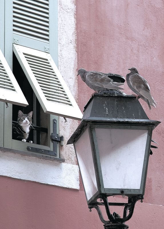 _掘金士气高昂，攻防两端表现出色_，掘金的战术