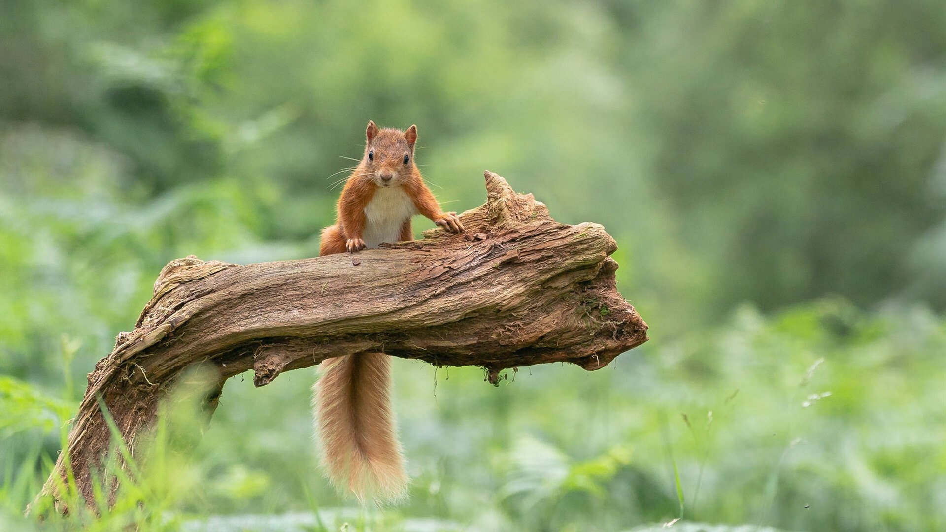 _比赛悬念丛生，谁将问鼎冠军？_，比赛悬念是什么意思