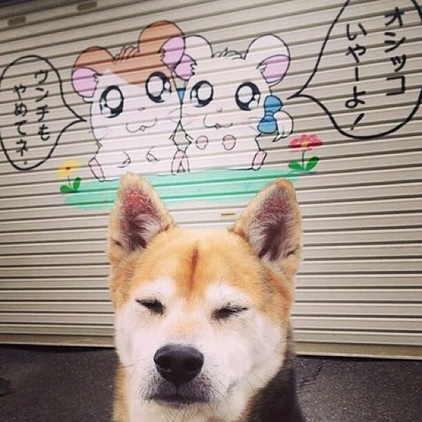 “意甲争夺欧冠席位,实力派球队奋勇争先”,意甲欧冠名额分配