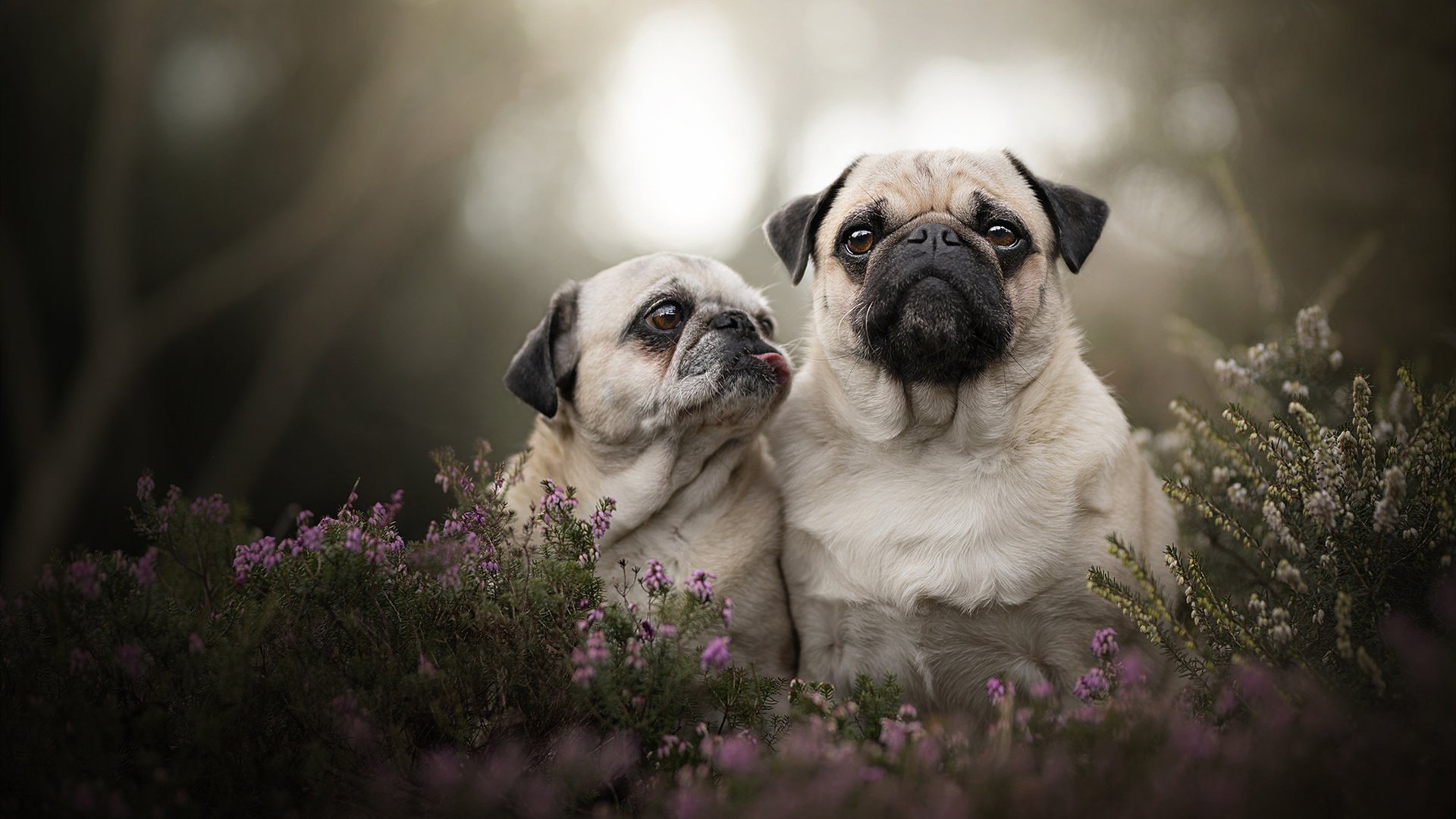 中国青少年的篮球梦想展现——走进乡村的篮球赛火热进行,乡村篮球队