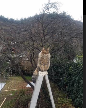 九游体育在线-团队协作：战术创新与默契配合共同缔造胜利奇迹，团队 协作